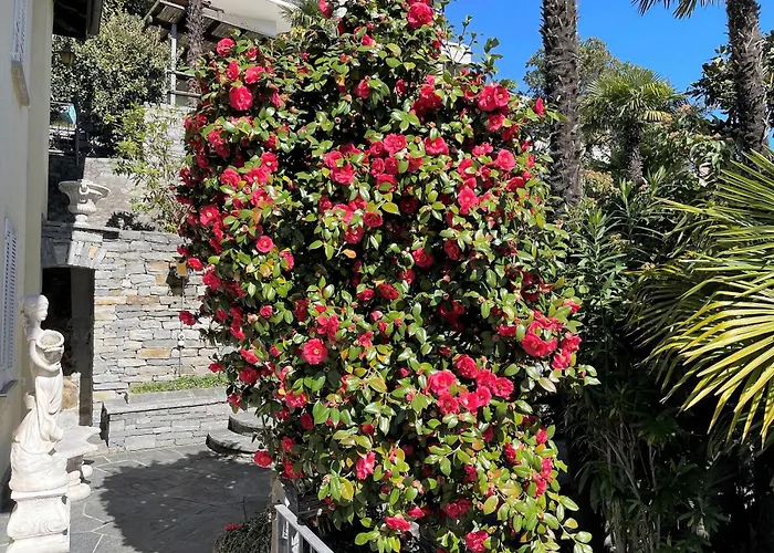 Dora Attika By Fewotessin * 로카르노